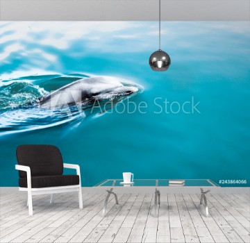 Picture of dolphin in water